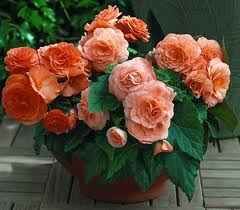 begonia.jpg