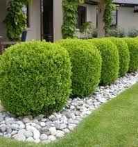 buxus.jpg
