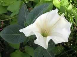 datura.jpg