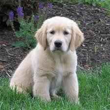 golden_retriver.jpg