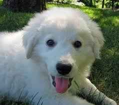 kuvasz.jpg