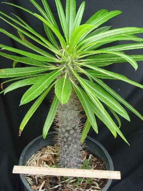 pachypodium.jpg