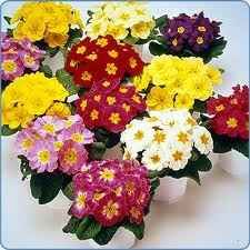 primula.jpg